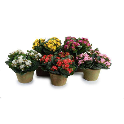 Kalanchoe Plant - Pink - New Growth Designs