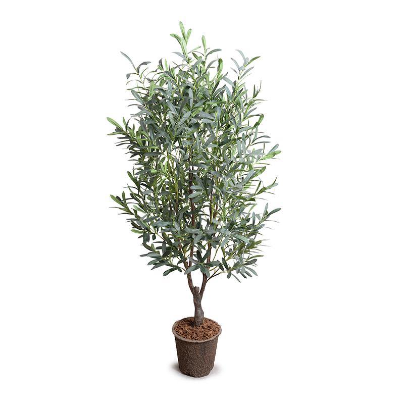Olive tree, 5' - New Growth Designs
