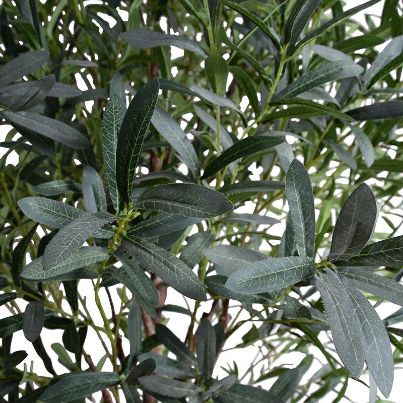 Olive tree, 5' - New Growth Designs