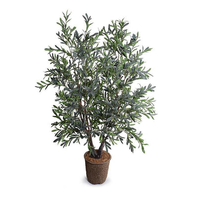 Olive tree, double-trunk, 5.5' - New Growth Designs