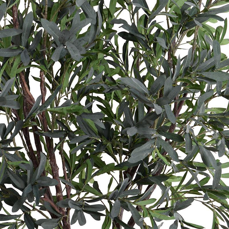 Olive Tree 5.5' Double-Trunk – New Growth Designs