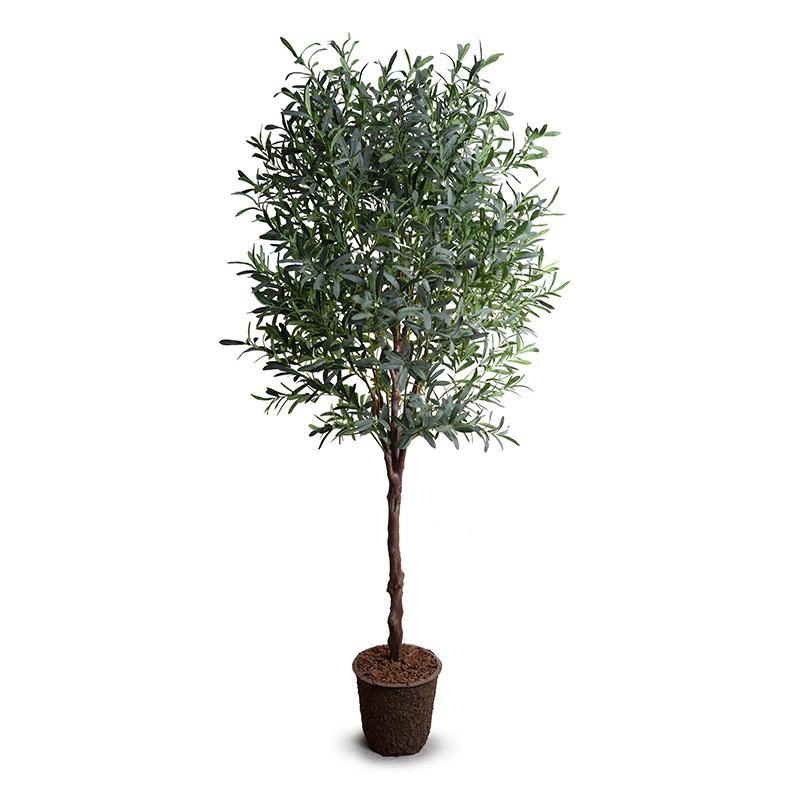 Olive tree, 8' - New Growth Designs