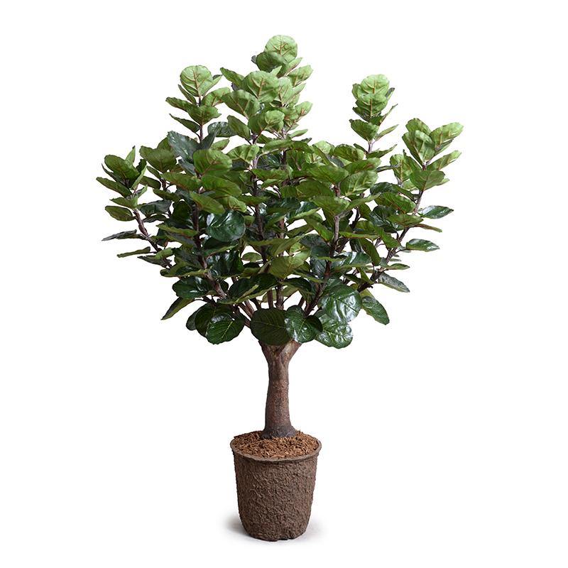 Aralia Balfouriana Tree, 5' - New Growth Designs