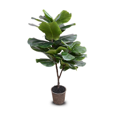 Fiddle-leaf Fig Tree, 45"H - New Growth Designs