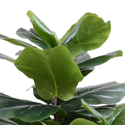 Fiddle Leaf Fig Tree, 50" - New Growth Designs