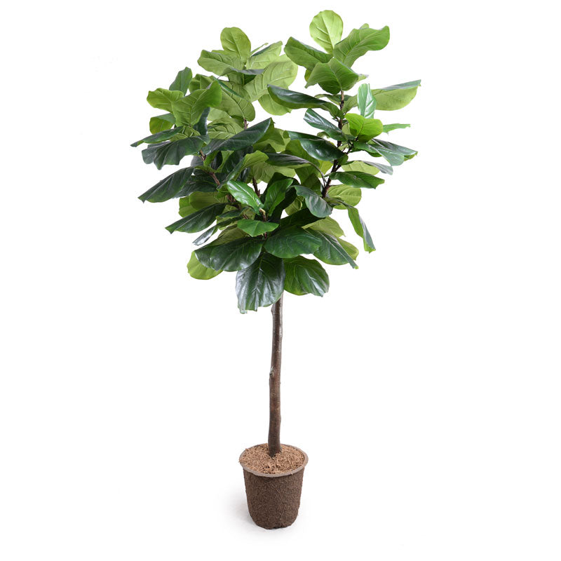 Wholesale Faux Fiddle Leaf Fig Tree Indoor 7.5 Foot Tall - New Growth Designs