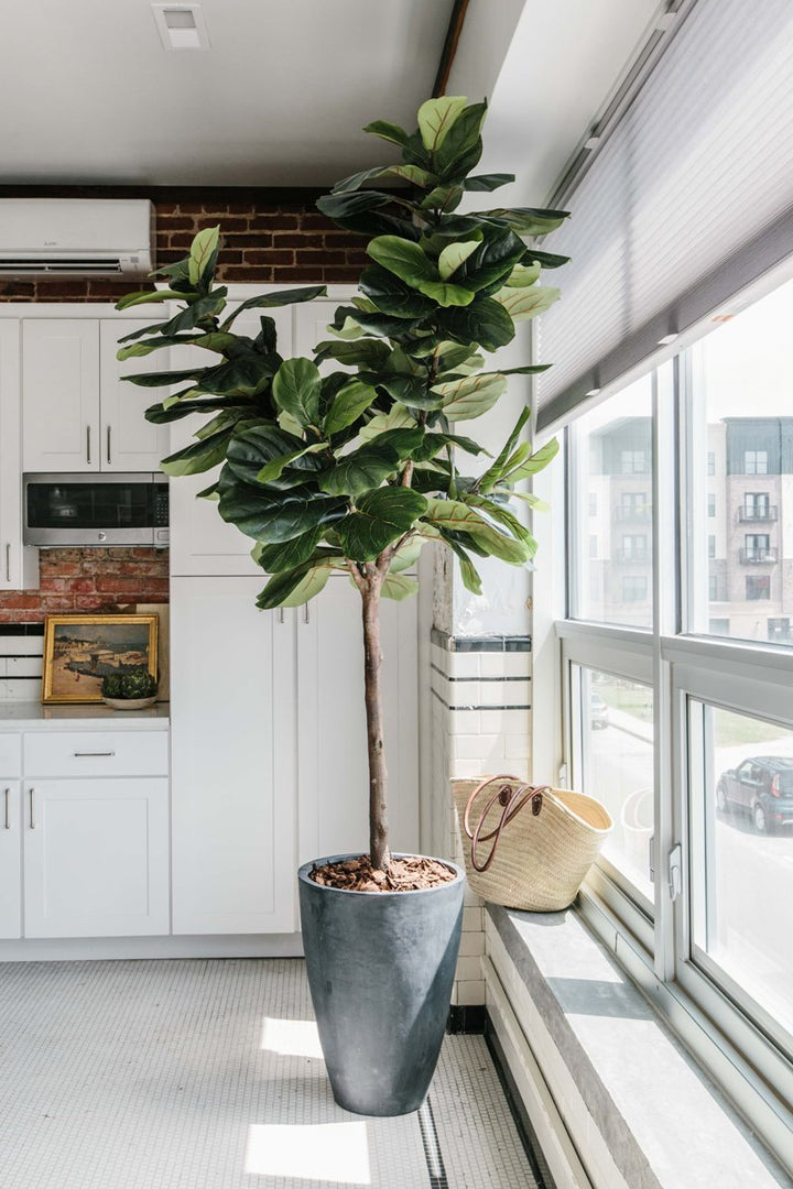 8 foot faux fiddle leaf fig tree Fiddle Leaf Fig Tree 7.5' – New Growth Designs