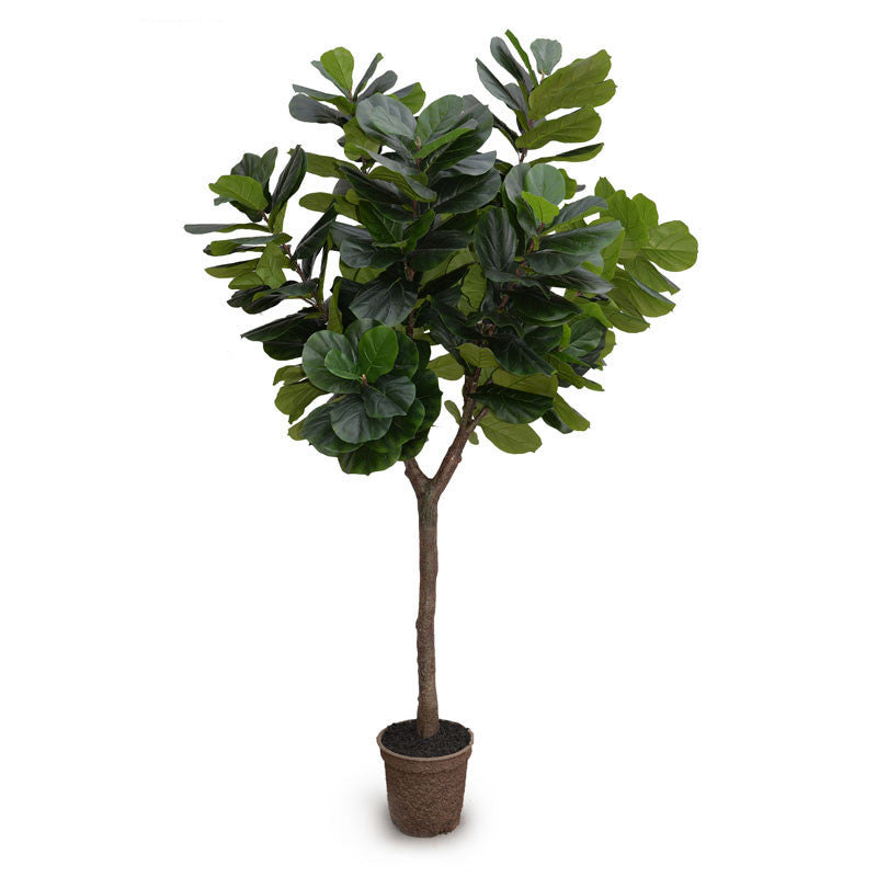 Fiddle-Leaf Fig Tree, 10' - New Growth Designs