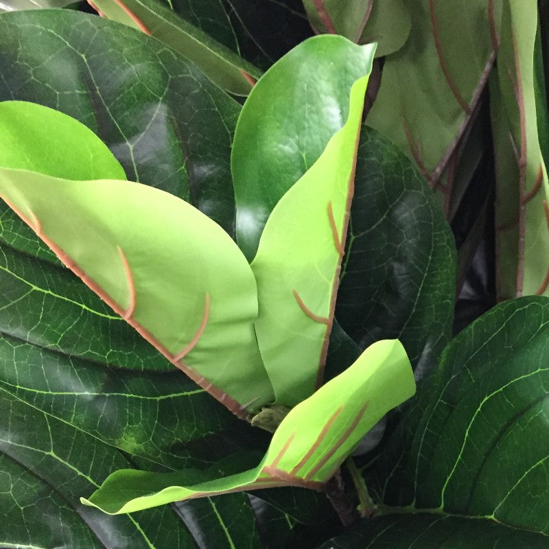 fiddle leaf fig 10 inch Fiddle Leaf Fig Tree 10' – New Growth Designs