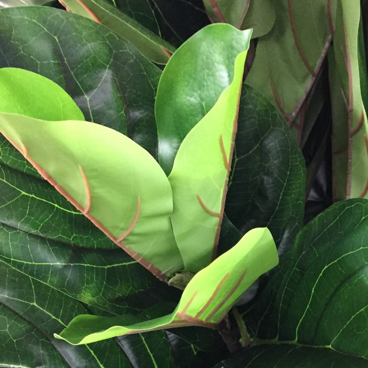 10 foot fiddle leaf fig Fiddle Leaf Fig Tree 10' – New Growth Designs