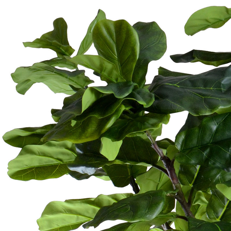 fiddle leaf fig transparent Fiddle Leaf Fig Tree 10' – New Growth Designs