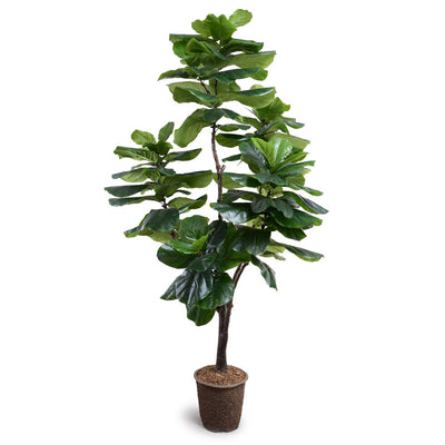 Fiddle-leaf Fig Tree, 7.5' Standard - New Growth Designs