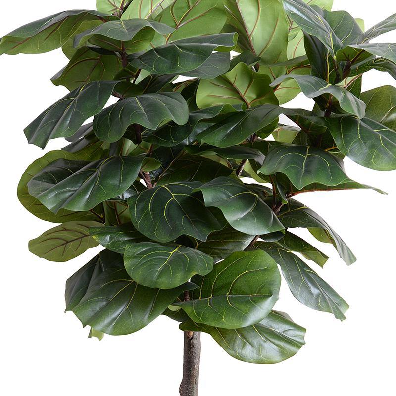 Fiddle Leaf Fig Tree, 6.5' - New Growth Designs
