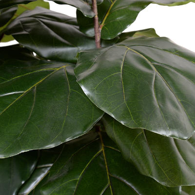 Fiddle Leaf Fig Large-leaf Tree, 64" - New Growth Designs