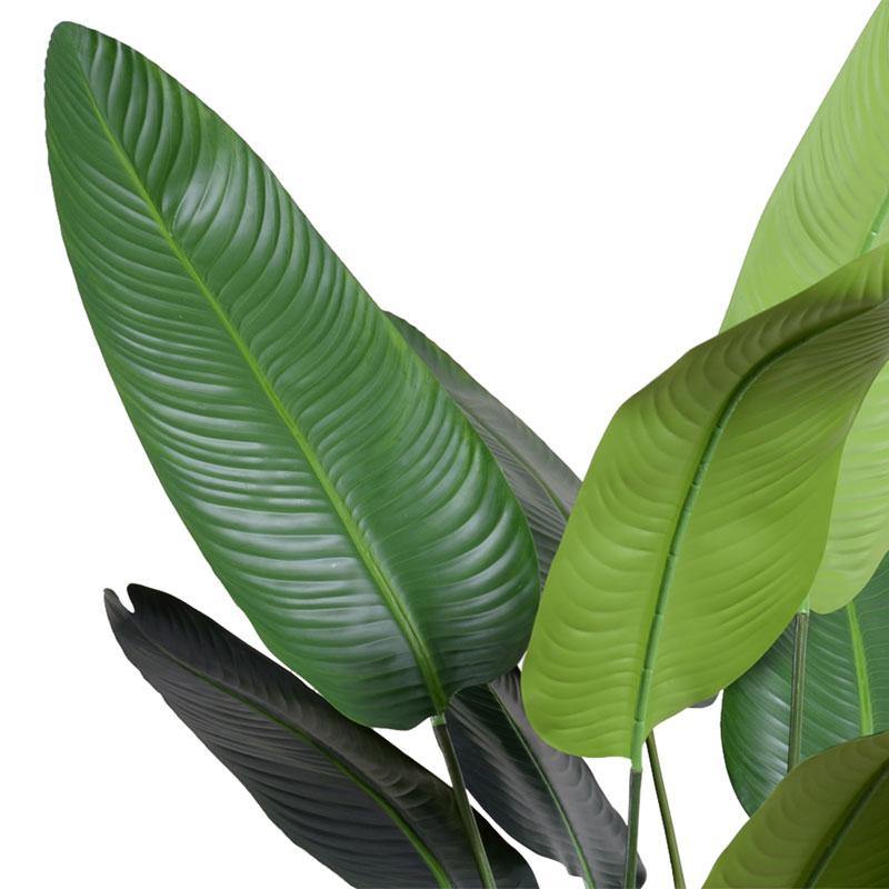 travelers palm plant for sale Traveller's Palm Tree 7' – New Growth Designs