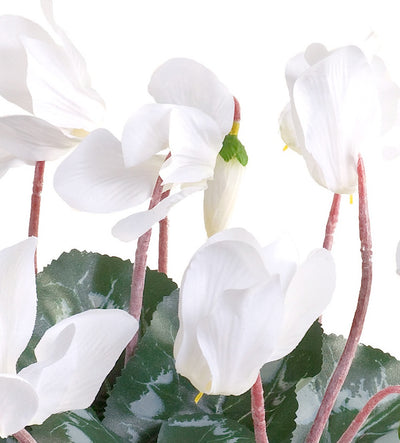 Cyclamen Plant in Terracotta - White