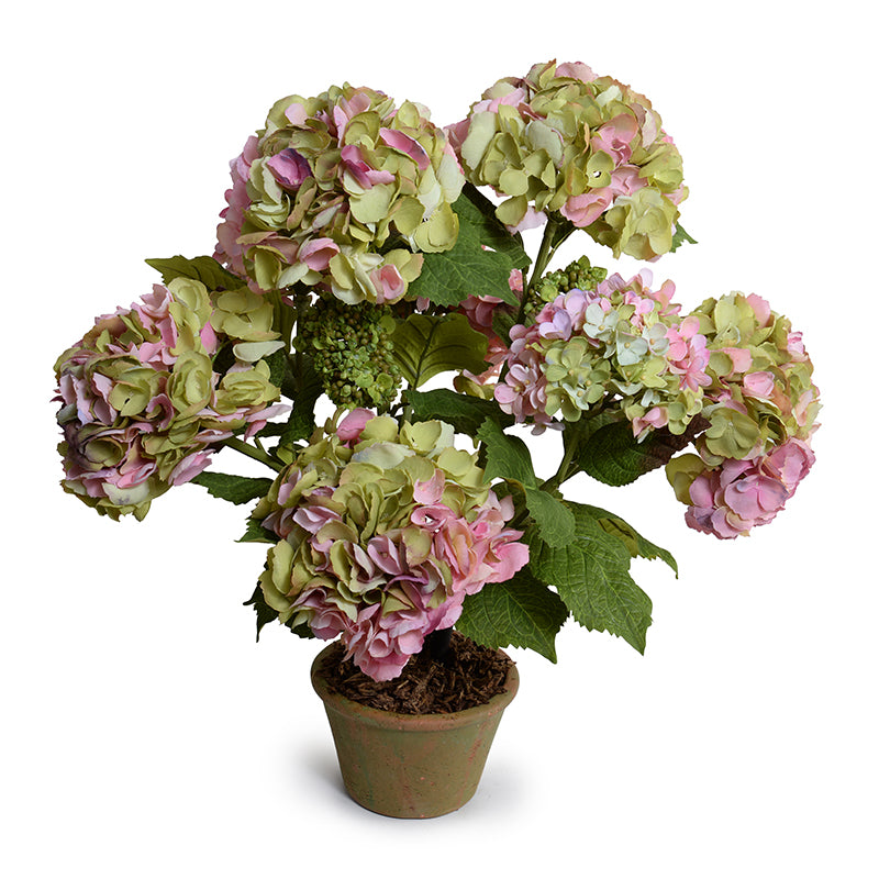 Hydrangea Bush, Medium, 25"H - Pink-green