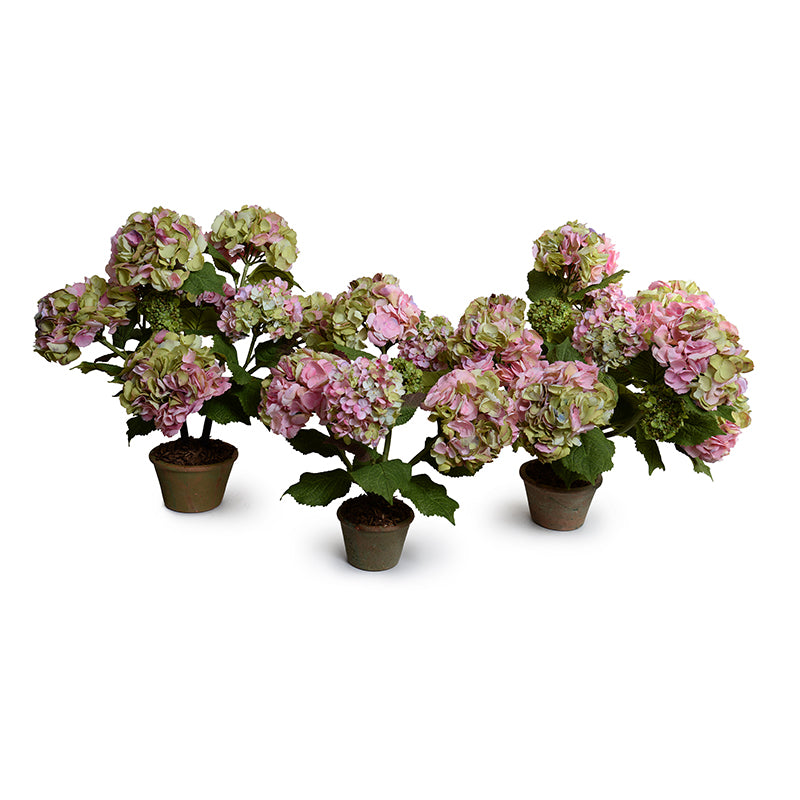 Hydrangea Bush, Large, 25"H - Pink-green