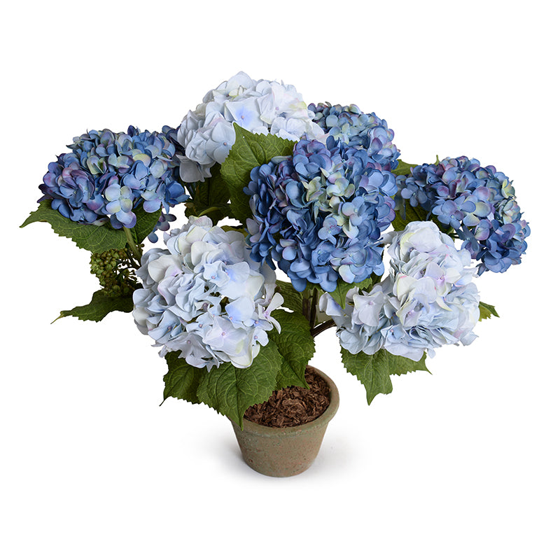 Hydrangea Bush, Medium, 25"H - Violet-blue