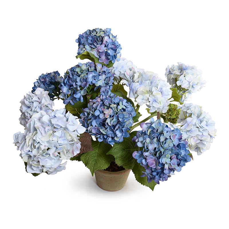 Hydrangea Bush, Large, 25