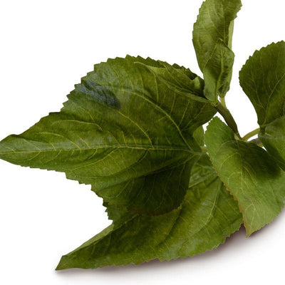 Hydrangea Leaf Stem, 45" L - New Growth Designs