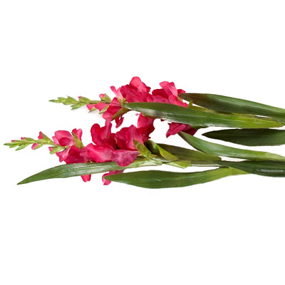 Gladiolus Flower Stem, 48" L