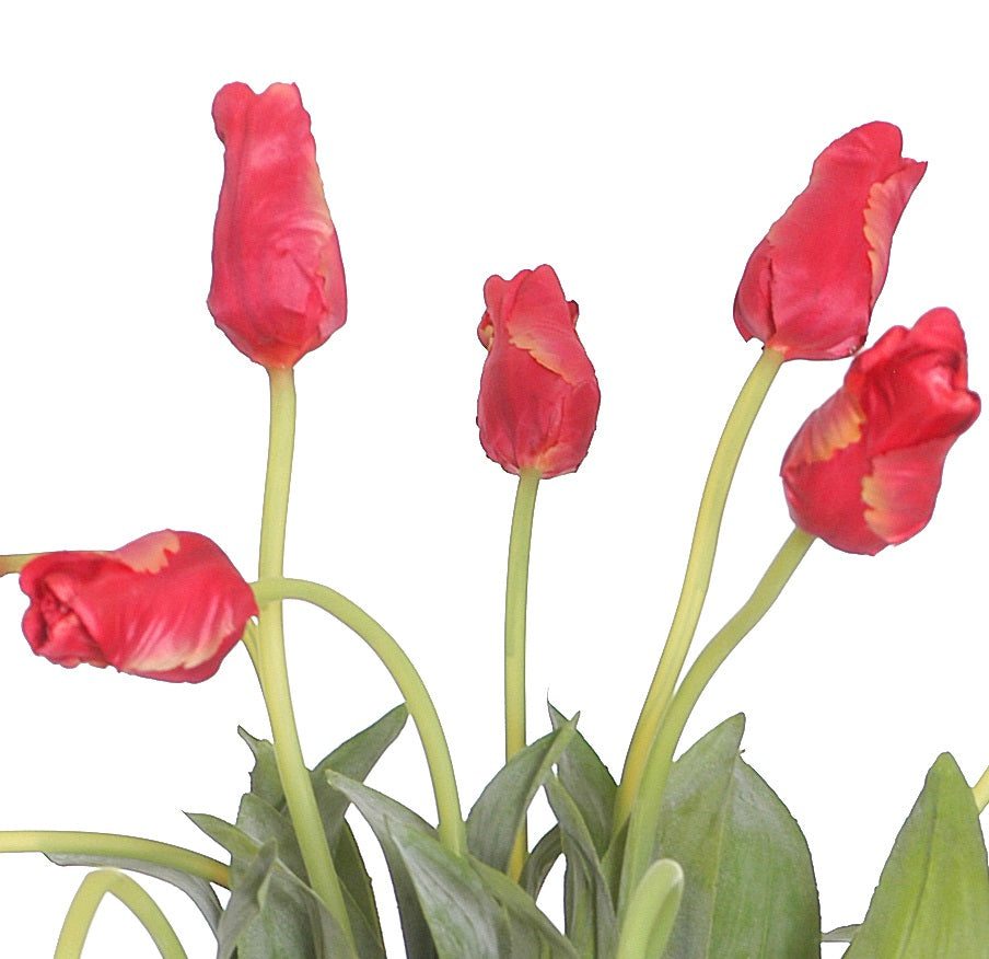 Tulip Stem, Parrot - Pink
