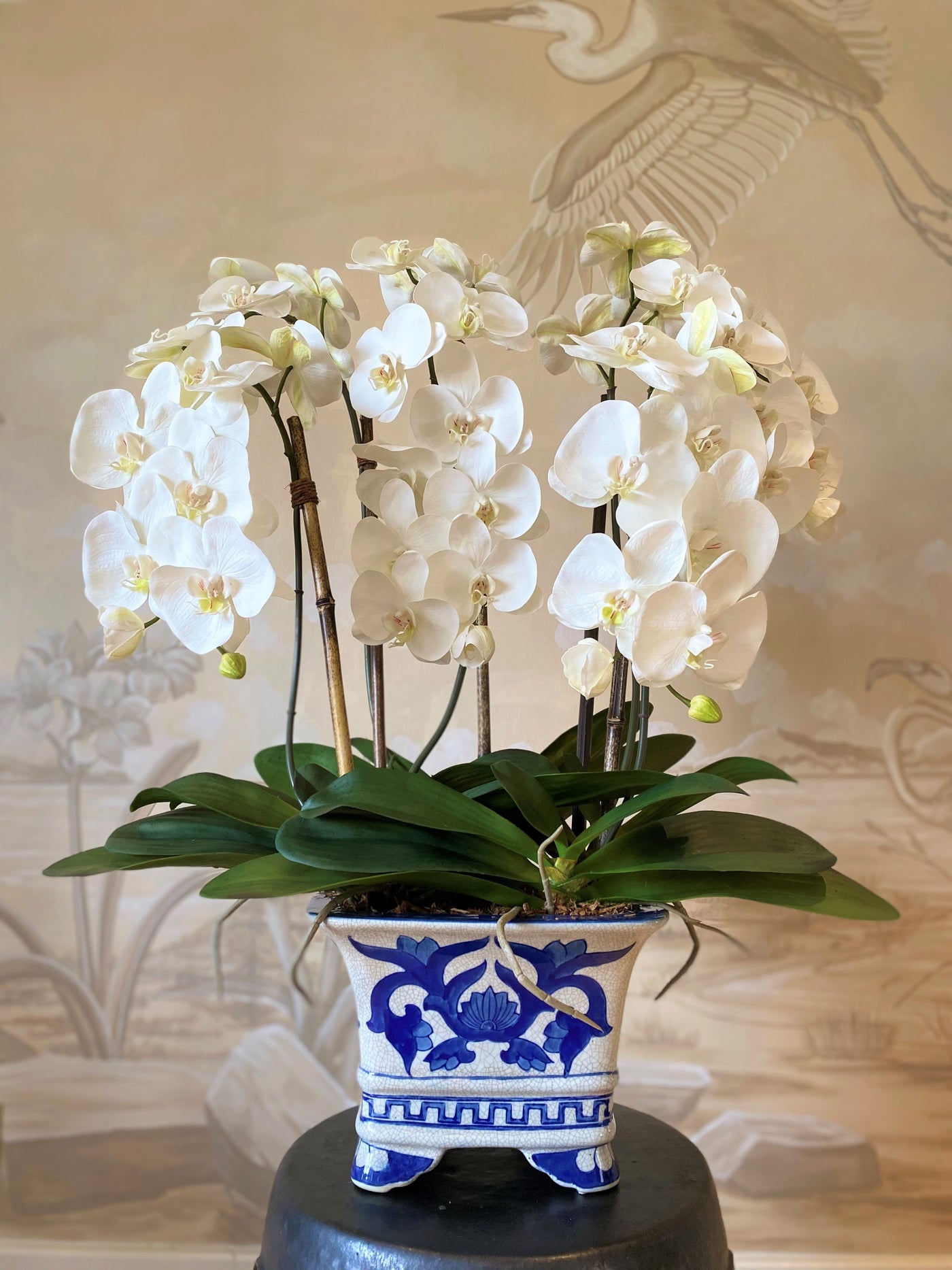 Phalaenopsis Orchid x5 in Ceramic Vase - White