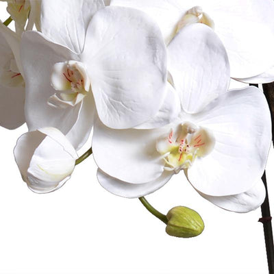 Phalaenopsis Orchid x5 in Ceramic Vase - White - New Growth Designs