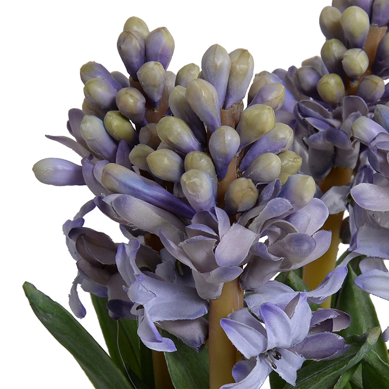 Hyacinth Bulbs in Blue & White Dish