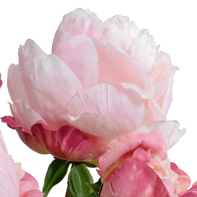 Peony Cutting in Blue & White - Pink