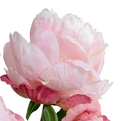 Peony Cutting in Blue & White - Pink