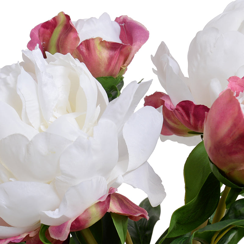 Peony Cutting in Blue & White - White