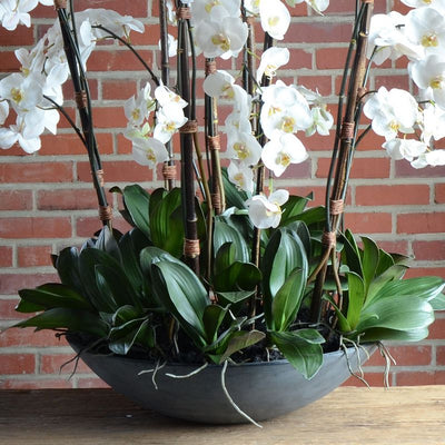 Phalaenopsis Orchid (Large) in Fiberglass Bowl