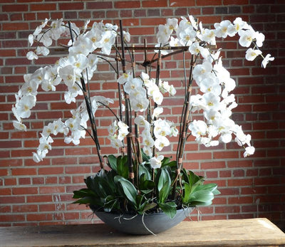 Phalaenopsis Orchid (Large) in Fiberglass Bowl