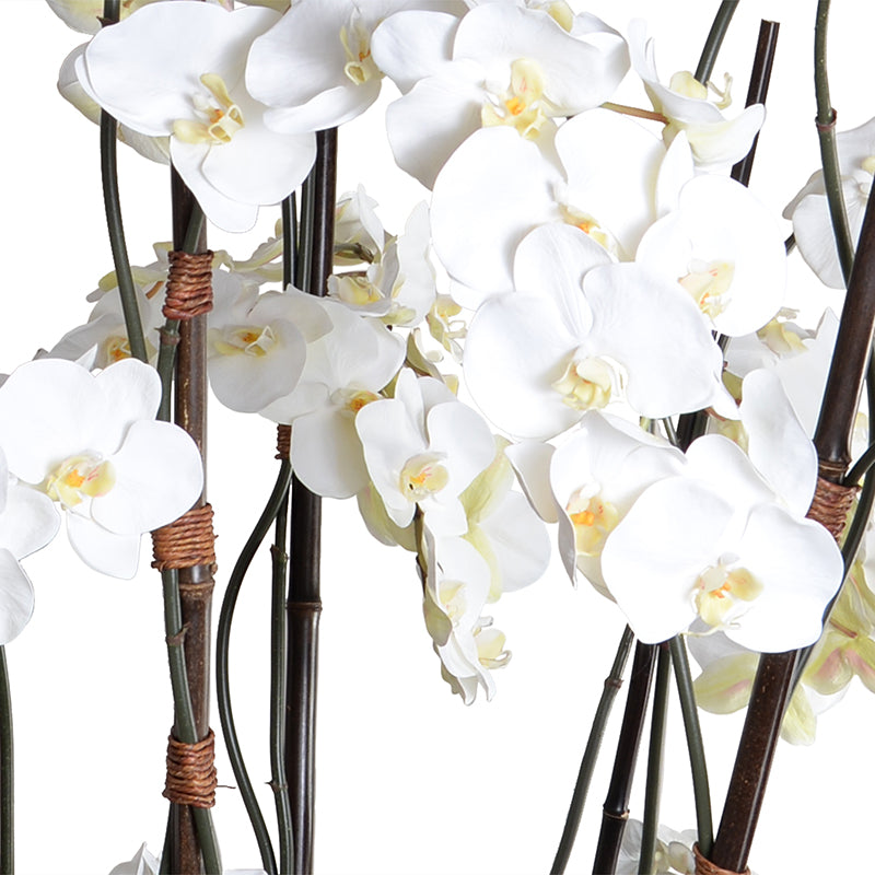 Phalaenopsis Orchid in Fiberglass Bowl - Deluxe