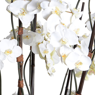 Phalaenopsis Orchid in Fiberglass Bowl - Deluxe