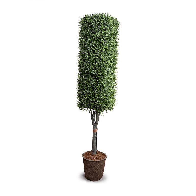 Boxwood Column Topiary - New Growth Designs