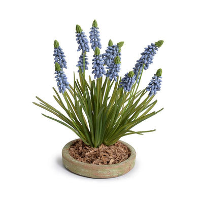 Grape Hyacinth in Terracotta Dish - Blue - New Growth Designs