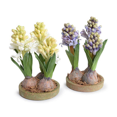 Hyacinth Bulb x3 in Terracotta Dish - White - New Growth Designs