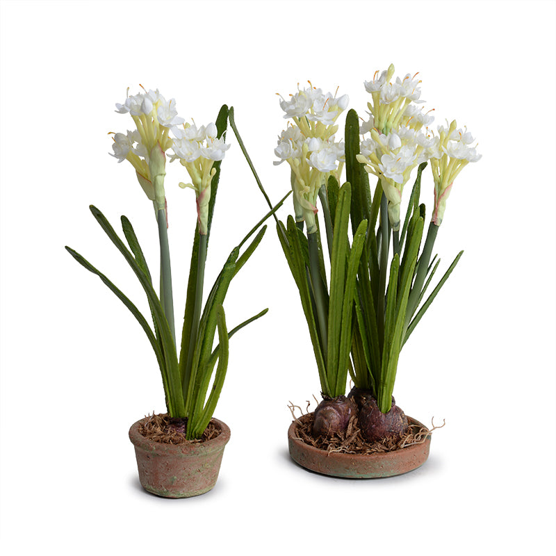 Paperwhite Narcissus in our Hand Made Terracotta Mini-Pot