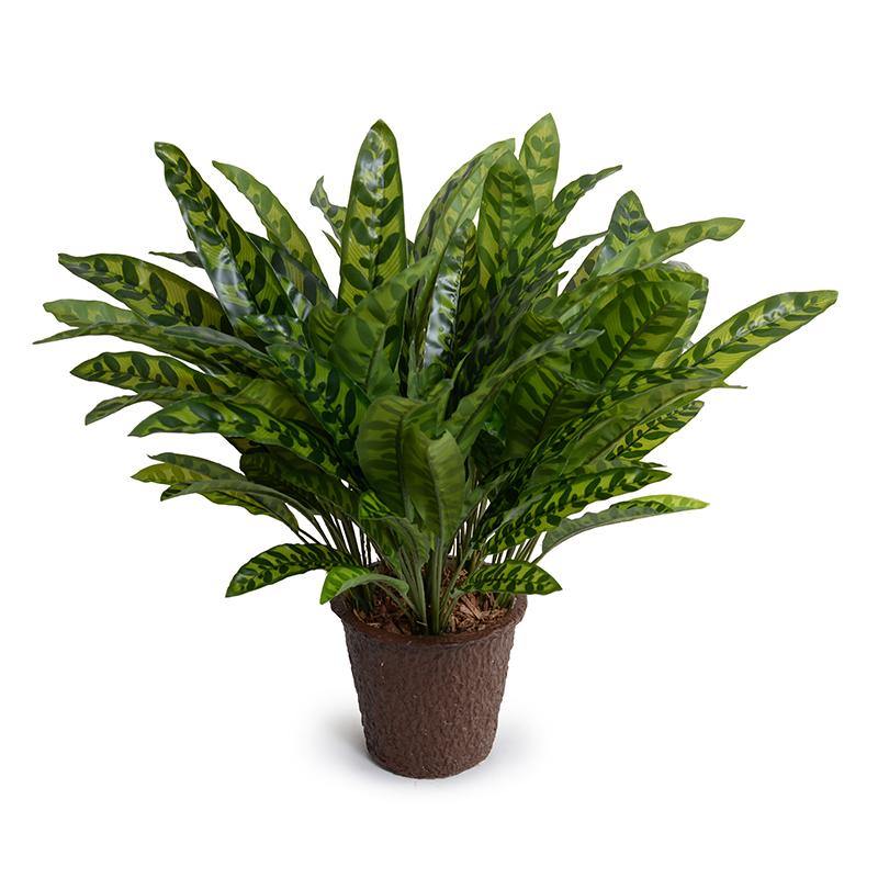 Wholesale Luxury Aglaonema Plant for Indoor Decor 18 Inches Tall - New Growth Designs