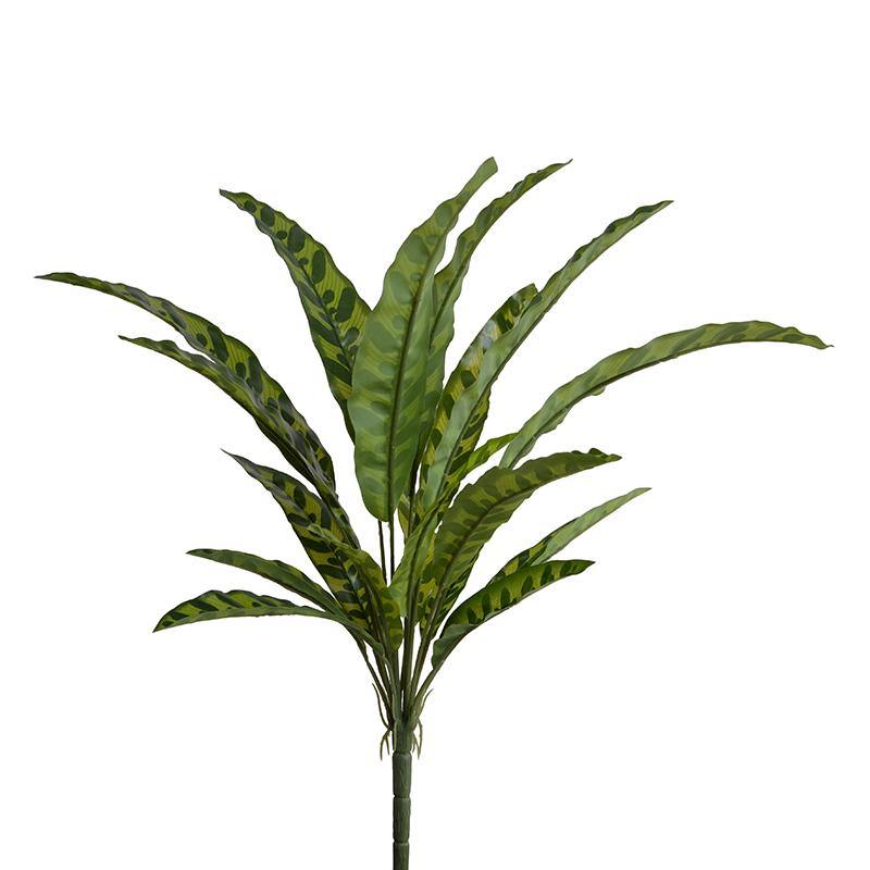 aglaonema new growth Aglaonema Plant – New Growth Designs