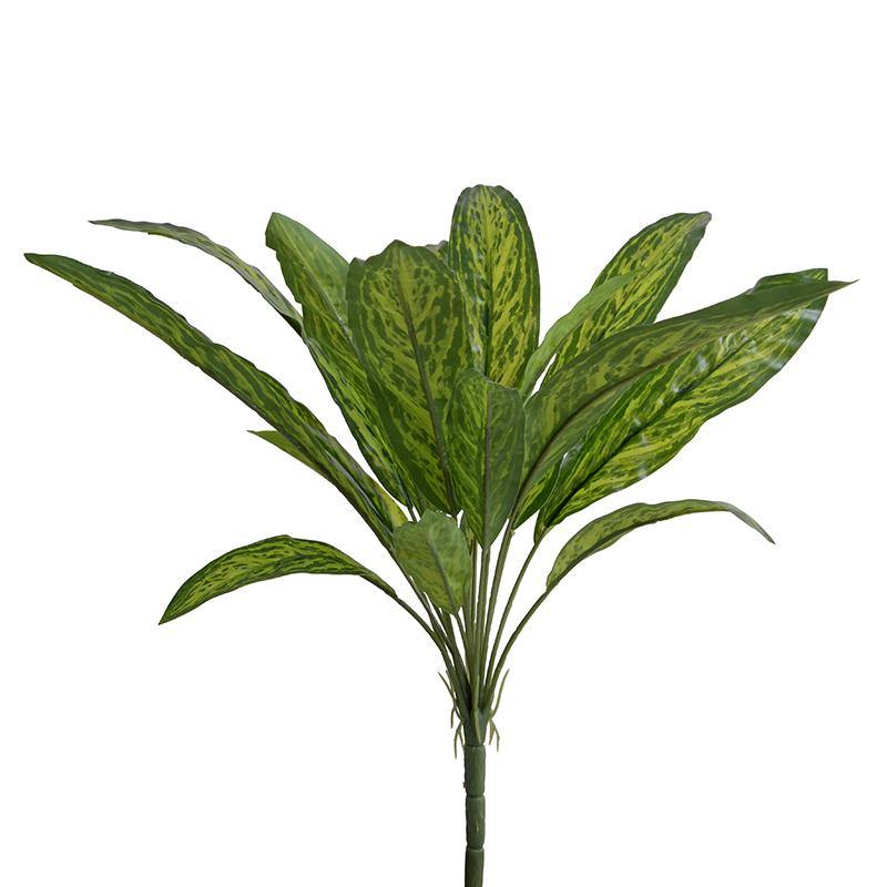 aglaonema new growth Aglaonema Plant – New Growth Designs