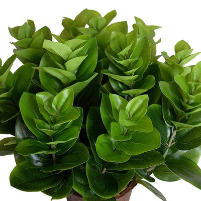 Peperomia Plant, 16" - New Growth Designs