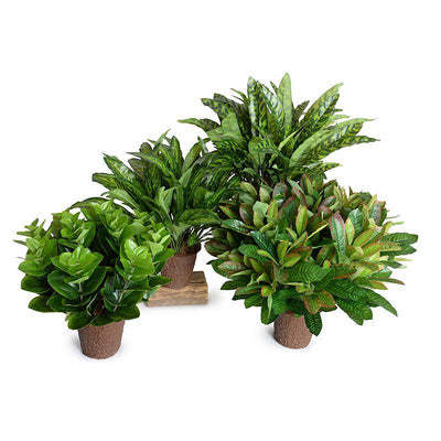 Peperomia Plant, 16" - New Growth Designs