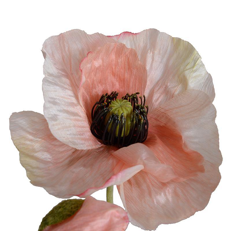 Poppy in Terracotta - Pink - New Growth Designs