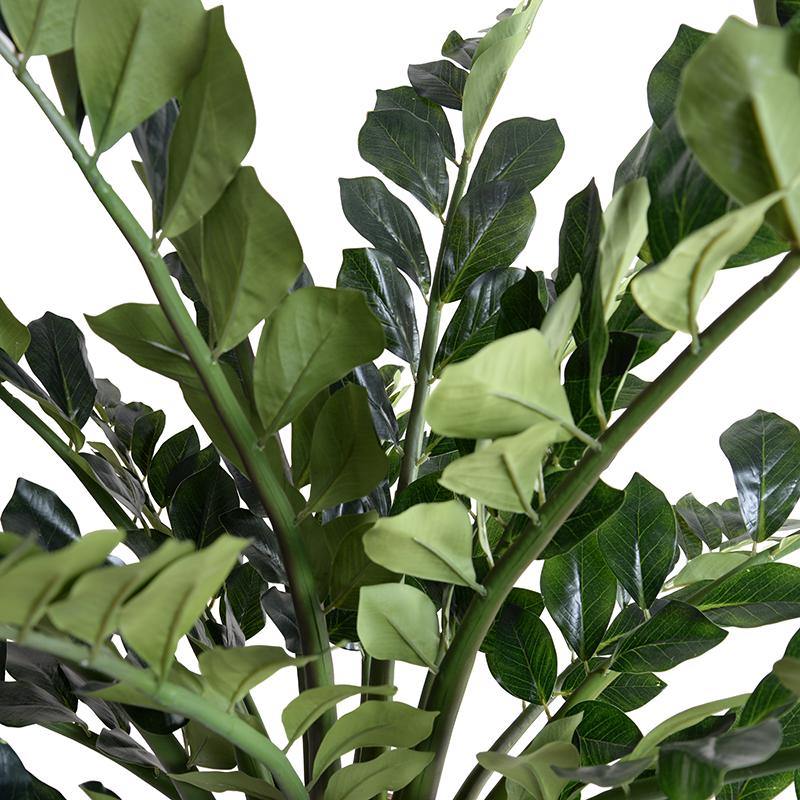 Zamiifolia (