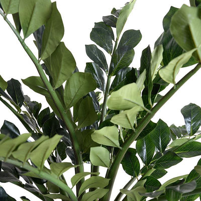 Zamiifolia Plant, 38"H - New Growth Designs