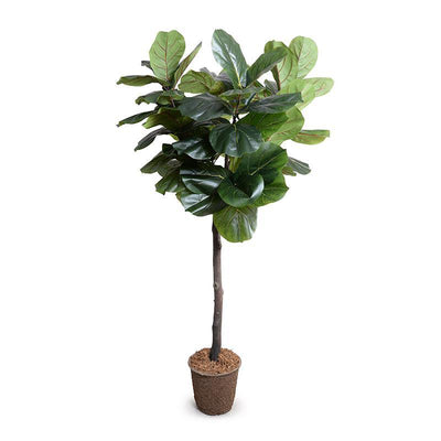 High Quality Artificial Fiddle Leaf Fig Tree Indoor 6.5 Foot Tall - New Growth Designs